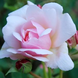 Meet your Posher, Gloria